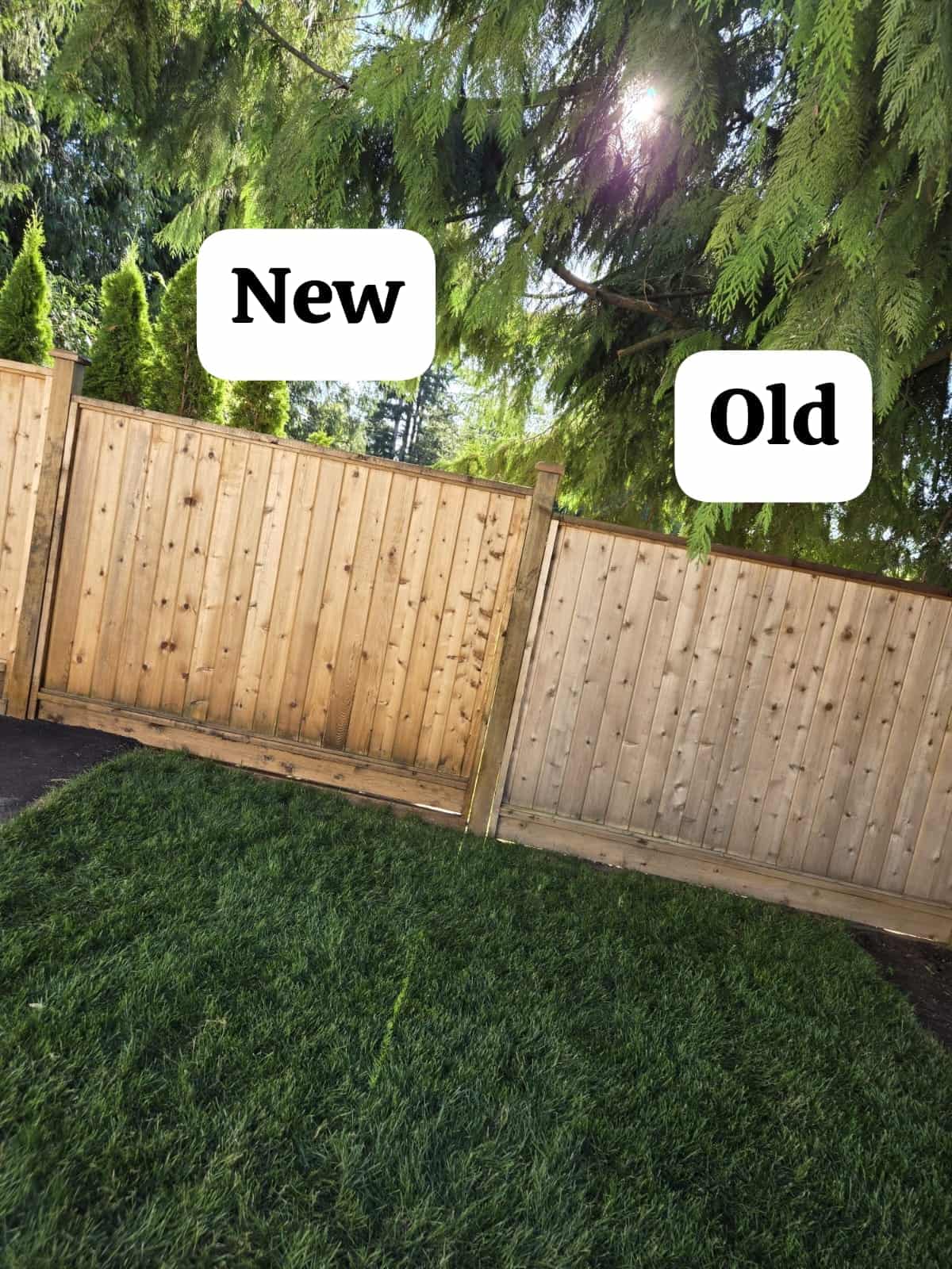 Wooden fence panels showing weathered wood next to freshly stained section